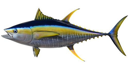 Tuna-Catch